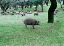 Iberico varkens