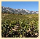 De vruchtbare wijngaarden in Extremadura