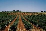 Wijngaarden in Extremadura