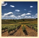 Wijngaard tussen de glooiende heuvels van Extremadura